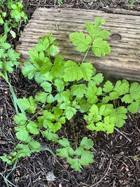 Western Sweetroot Seeds – Osmorhiza occidentalis for Botanical Gardens