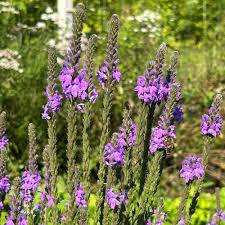 Hoary Vervain Verbena – Hardy Wildflower Garden Seeds