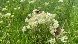 Prairie Indian Plantain – Hardy Wildflower Garden Seeds