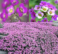 Alyssum Purple Royal Carpet Lobularia Maritima – Perennial Groundcover Flower Seeds