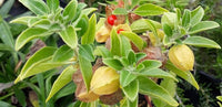 1. Nagori Ashwagandha botanical herb for home gardens and plant collections