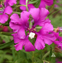 Deerhorn Clarkia – Colorful Wildflower Seeds