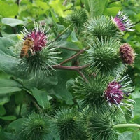 Gobo Burdock Seeds – Japanese Root Vegetable for Home Gardens
