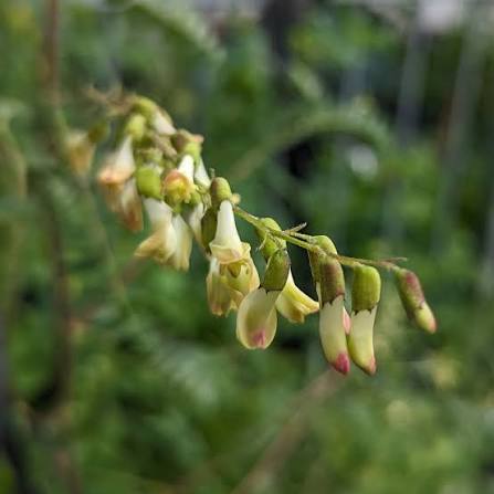 Astragalus Huang-Qi traditional herb planting seeds for home gardens.