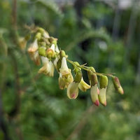 Astragalus Huang-Qi traditional herb planting seeds for home gardens.