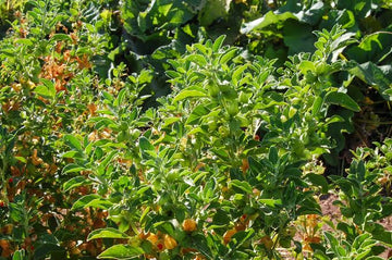 Ashwagandha Nagori Withania somnifera seeds for home gardening