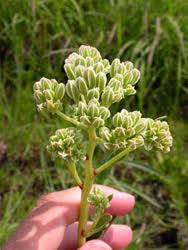 Prairie Indian Plantain – Hardy Wildflower Garden Seeds