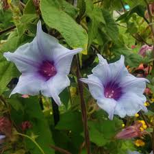 Kikyo Sora Japanese – Garden Flower Seeds