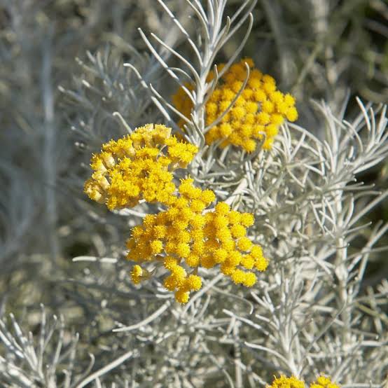 Helichrysum italicum Curry Plant with aromatic silvery-gray foliage and clusters of golden-yellow flowers growing in a sunny herb garden