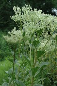 Prairie Indian Plantain – Hardy Wildflower Garden Seeds