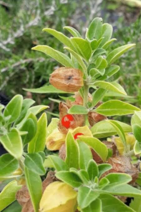 Ashwagandha Nagori Withania somnifera Seeds for Home Gardening, Herb Gardens, and Botanical Plant Collections