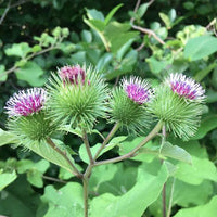 Japanese Gobo Burdock Seeds, Arctium lappa for Herb and Vegetable Gardens