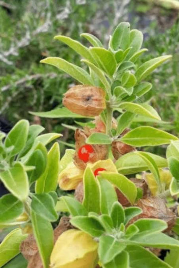 Nagori Ashwagandha Withania somnifera seeds for home gardening