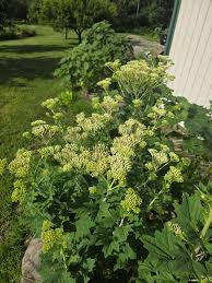 Prairie Indian Plantain – Hardy Wildflower Garden Seeds