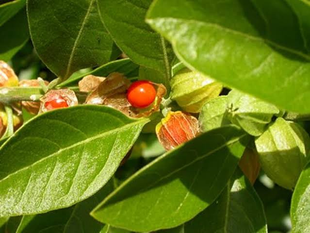 Ashwagandha Vedic Withania somnifera Seeds for Home Gardening, Herb Gardens and Botanical Plant Collections
