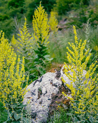 Greek Mullein Verbascum olympicum flowering plant with tall upright flower spikes