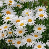 Oxeye Daisy flowers with white petals and yellow central discs