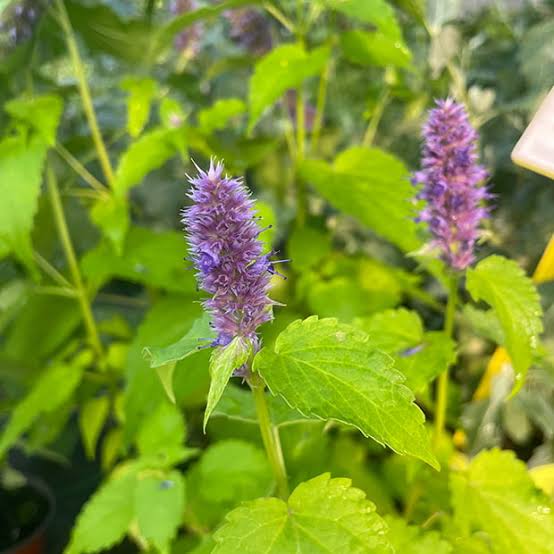 Korean Mint aromatic herb growing in a garden bed with green foliage and seasonal flowers.