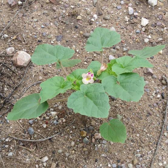 Southwest Devil’s Claw seed product for botanical gardening and cultivation