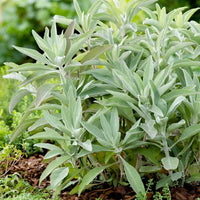 Salvia apiana White Sage plant displaying silvery-white foliage in a sunny garden.
