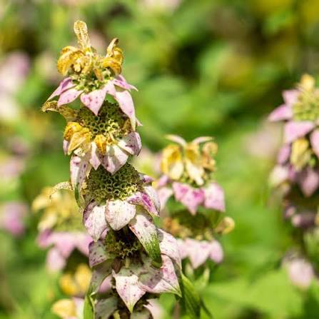 Monarda punctata Yellow Dotted Mint with pale yellow spotted flowers and pinkish bracts