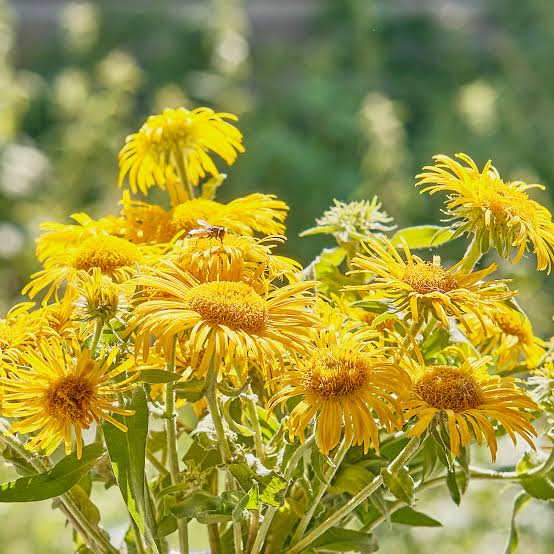  Tall Elecampane perennial flowering herb growing in a garden with green foliage and yellow blooms.
