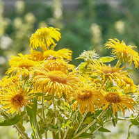 Tall Elecampane perennial flowering herb growing in a garden with green foliage and yellow blooms.