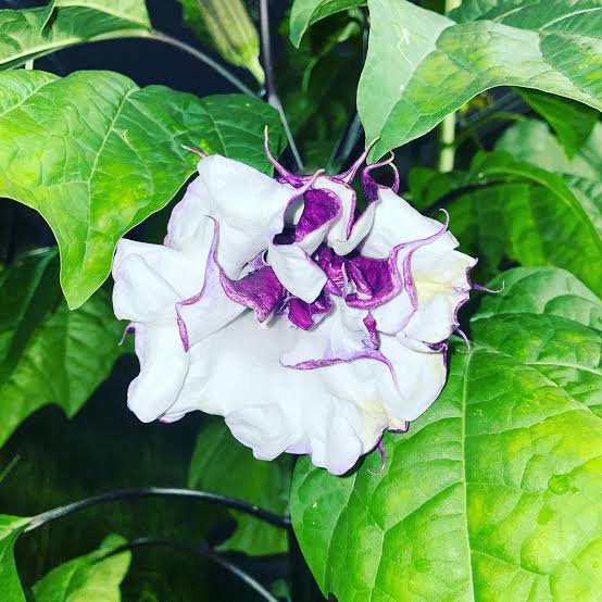 Mranaha Datura botanical seeds for ornamental garden planting