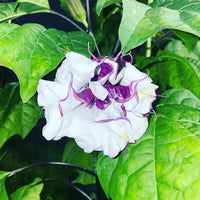 Mranaha Datura botanical seeds for ornamental garden planting