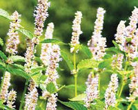 Anise Hyssop Snow White Spike Agastache Foeniculum – Elegant Herb & Flower Seeds