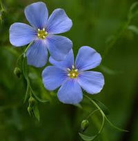 Flax Linum Usitatissimum – Blue Annual Garden Flower Seeds