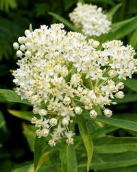Butterfly Weed White Asclepias Incarnata – Pollinator-Friendly Flower Seeds