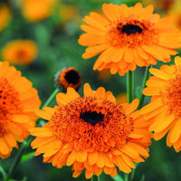 1. Orange calendula flowering plant for garden beds and decorative borders