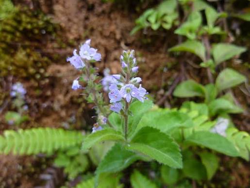 Veronica officinalis seeds for low-growing perennial garden planting
