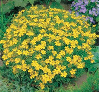 Organic Mexican Tarragon Tagetes lucida seeds for home gardens