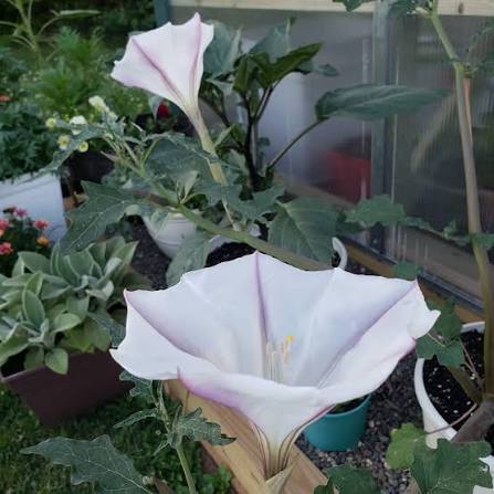 Datura ceratocaula Torna Loco garden seeds for plant cultivation