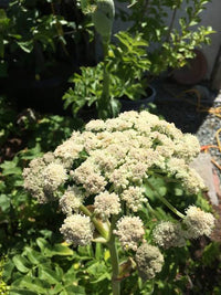 Angelica hendersonii Oregon Coast Angelica plant seed product