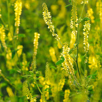 Yellow Melilot Melilotus officinalis Organic Planting Seeds