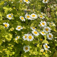 Essential Medicinals Feverfew product with Tanacetum parthenium herb identification.