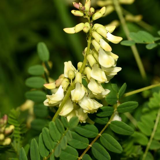 Essential Medicinals Astragalus Huang-Qi garden seed product.