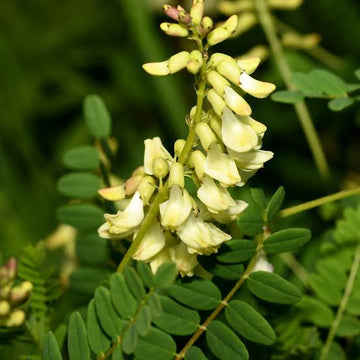 Essential Medicinals Astragalus Huang-Qi garden seed product.