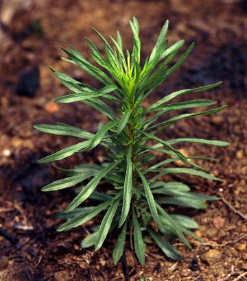Organic Canadian Horseweed (Conyza canadensis, synonym Erigeron canadensis) annual plant with upright hairy stems, narrow green leaves, and branching clusters of tiny white flower heads with yellow centers.