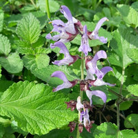 Organic Chinese Red Sage Salvia miltiorrhiza Plant Seeds for Herb and Botanical Gardens
