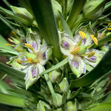 Monument Plant Frasera speciosa garden seeds for growing a distinctive perennial wildflower.