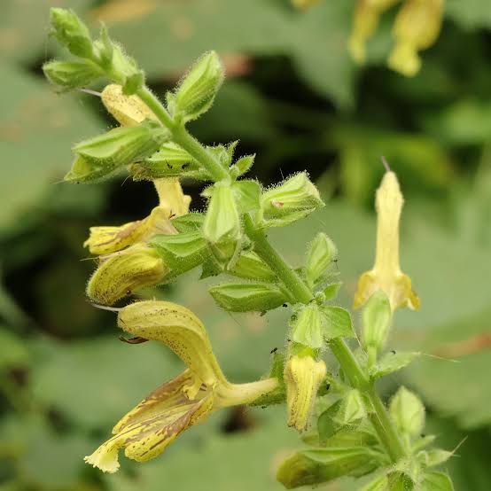 Jupiter’s Distaff Sage perennial plant seeds for ornamental garden borders