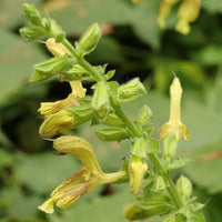 Jupiter’s Distaff Sage perennial plant seeds for ornamental garden borders