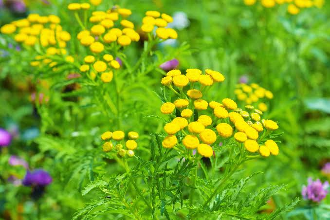 Organic Tansy Tanacetum vulgare seeds for herb garden planting