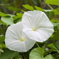 Giant Moonflower Ipomoea alba climbing flower seeds for ornamental garden planting