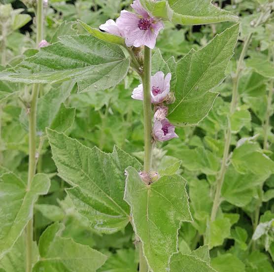1. Marshmallow herb garden plant Althaea officinalis for home gardens and perennial borders.