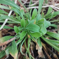 Yellow Dock perennial herb growing upright in a naturalized garden setting.